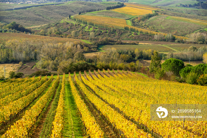 Tuscan hills with vineyards and cypress avenues