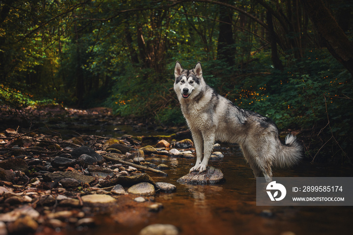 The dog Alaskan Malamute is like a wolf in the forest