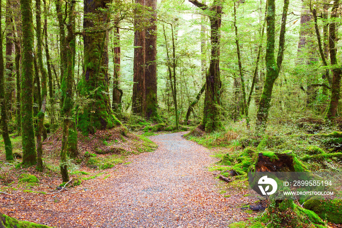 Pathway through rainforest , Fiordland National Park, South Island,  New Zealand