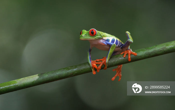 A red-eyed tree frog in Costa Rica