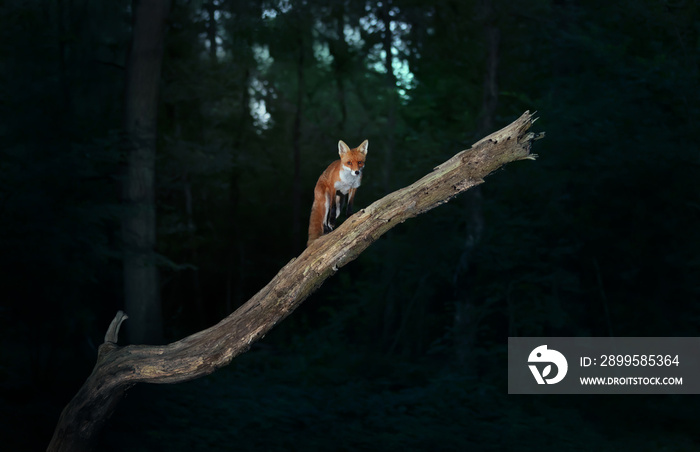 Red fox on a tree branch against dark background in the forest