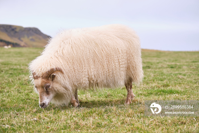 Icelandic sheep eating grass