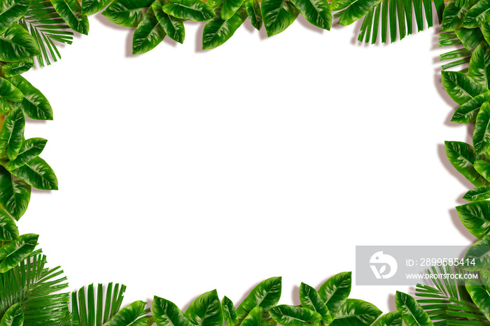 abstract pattern Tropical forest leaves As a frame on white background