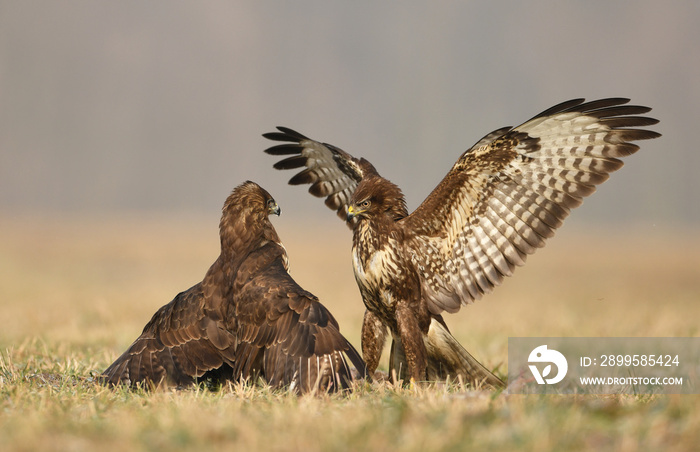 Common buzzard (Buteo buteo)