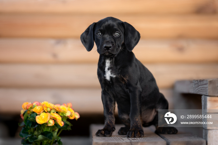 black catahoula puppy sitting outdoors