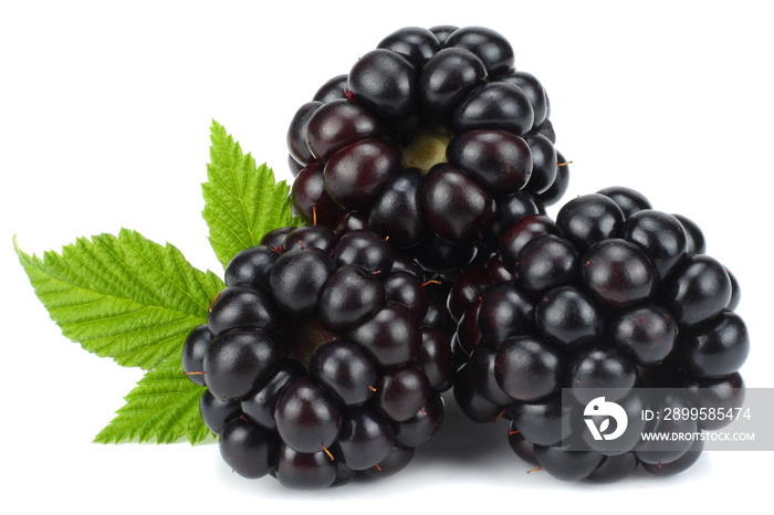 blackberries with green leaf isolated on white background. macro