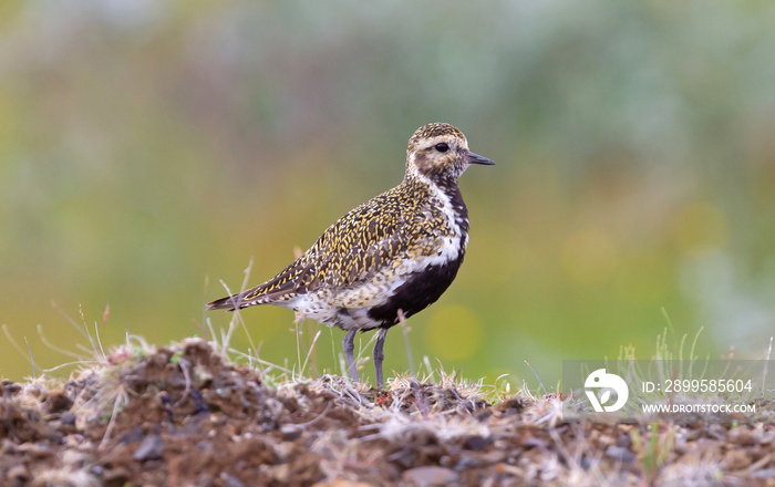 European golden plover (Pluvialis apricaria)