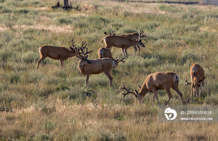 Mule Deer Bucks in Summer in Colorado