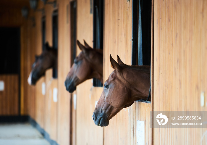 Chestnut horses looking out of stall. Sleeping horse stands in the stable