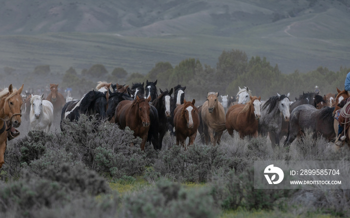 Beautiful herd of Western ranch horses running on dusty road being driven to summer pastures