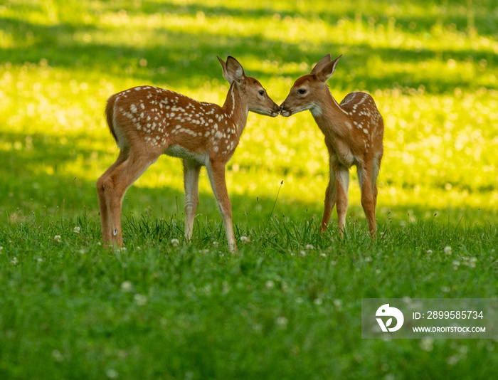 Two white-tailed deer fawns nose to nose in an open meadow on a summer morning