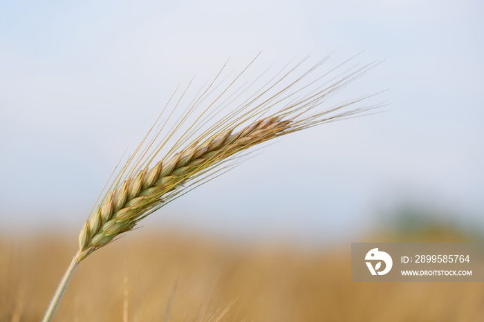 Ear spike of barley in agricultural field in summer