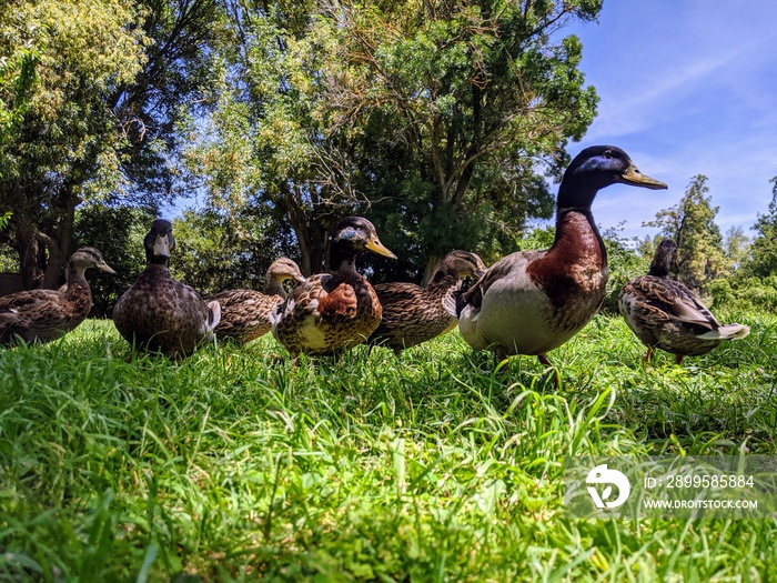 a bunch of ducks in the grass in Davis California