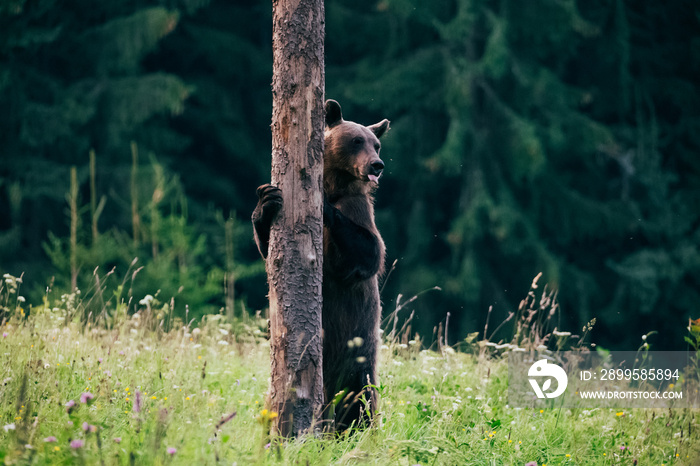 Carpathian brown bear in the wilderness