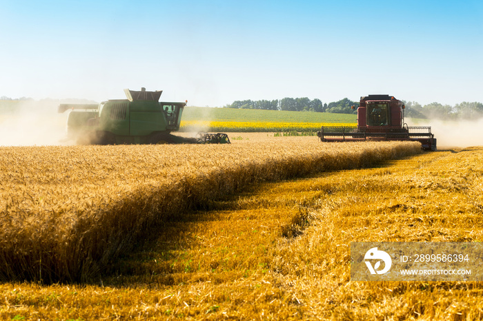 two combine in the field for wheat harvest