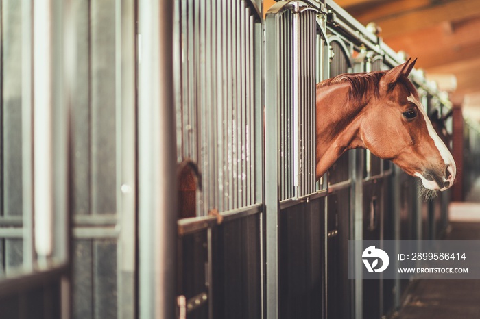 Horses in a Modern Stable