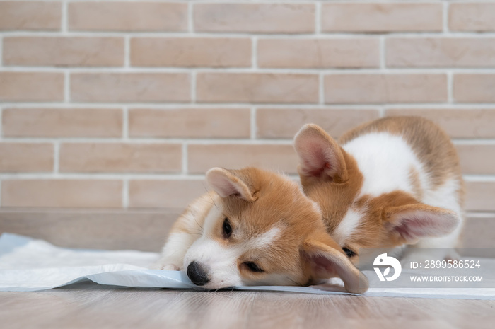 Two pembroke corgi puppies on a disposable diaper.