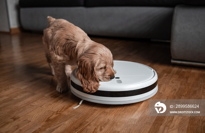 Pet friendly smart vacuum cleaner. Cute golden cocker spaniel puppy dog with while robot vacuum cleaner works close to him. smart technology concept