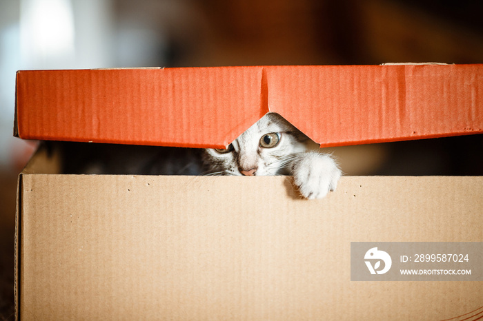 Cute grey small cat in cardboard box