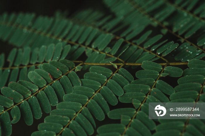 tropical leaves, abstract green leaves texture, nature background