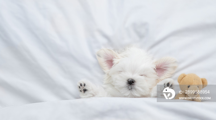 Funny white Lapdog puppy sleeps with red heart under warm blanket on a bed at home. Top down view. Empty space for text