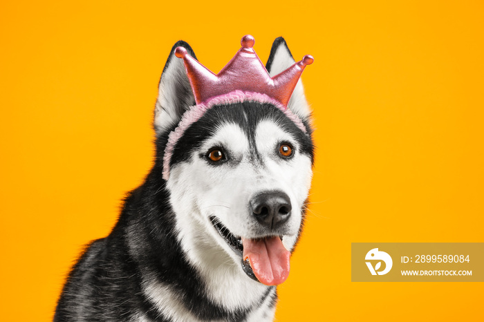 Adorable husky dog on color background