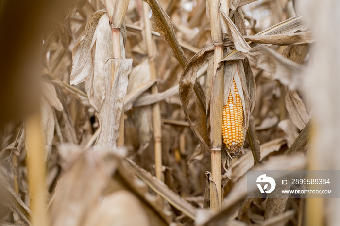 field corn ears