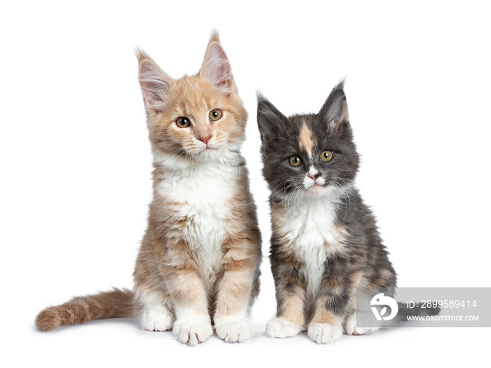 Two cute Maine Coon cat kittens sitting beside each other looking beside lens. Isolated on white background.