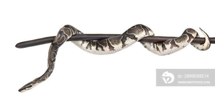 Royal Python, or Ball Python (Python regius) on a dry stick. isolated on white background