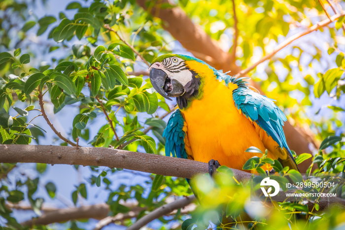 Blue and yellow macaw tropical bird, brazilian rainforest, Pantanal, Brazil