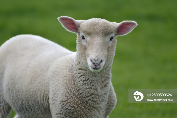 Lamb in field near Swyre Head, Dorset