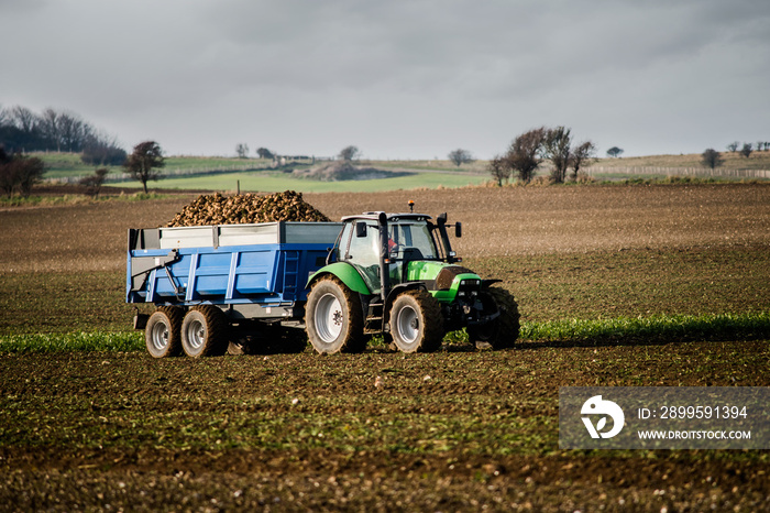 tractor carrying the sugar beet crop