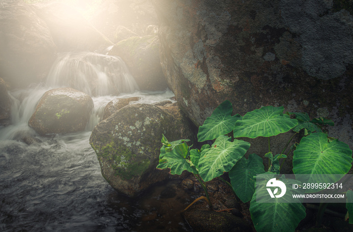 Scenic view of a cool refreshing waterfall hidden in a mysterious forest with sunlight shining through lush greenery. Beautiful waterfall rainforest of south Thailand.