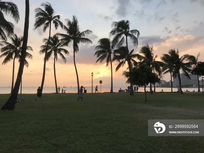 ヤシの木と夕日