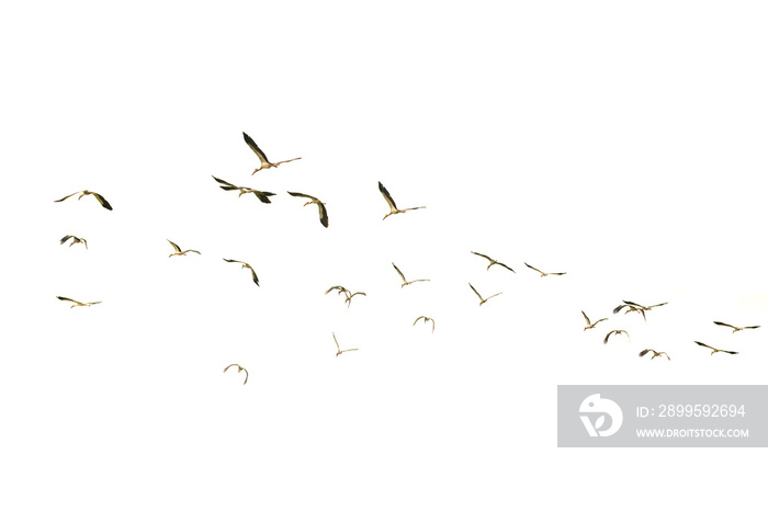 Flying birds.Motion of flying birds isolated on white background.