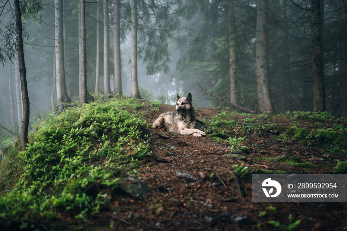 Summer landscape with dog in a forest with fog.