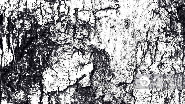 texture of the bark