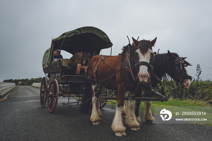 horse and carriage