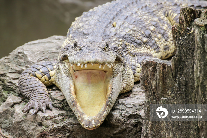 Crocodile lying and open the mouth by the lake