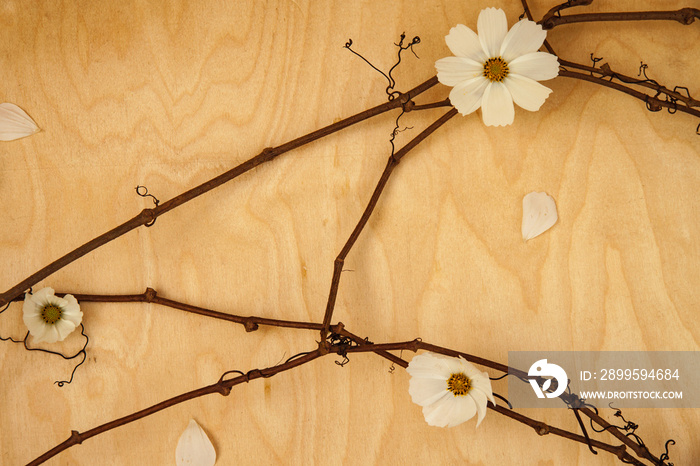 White flowers with the dark vine laying on the wooden background. The concept is simplicity