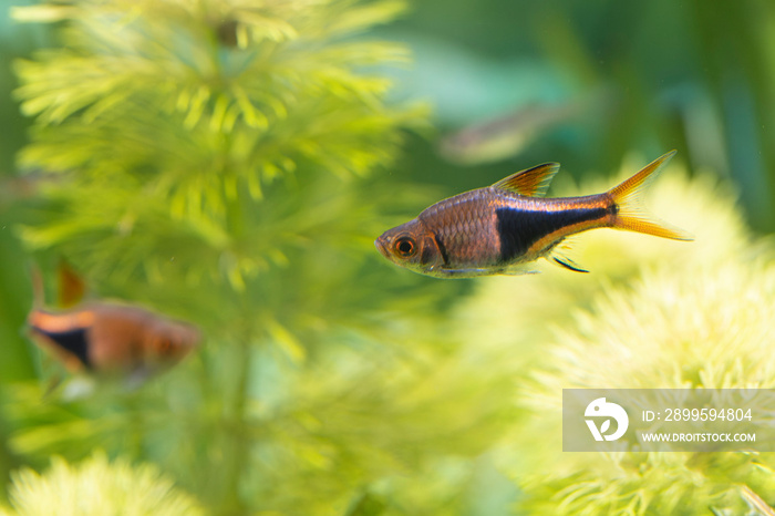 Freshwater fish Trigonostigma heteromorpha Harlequin rasbora in close view