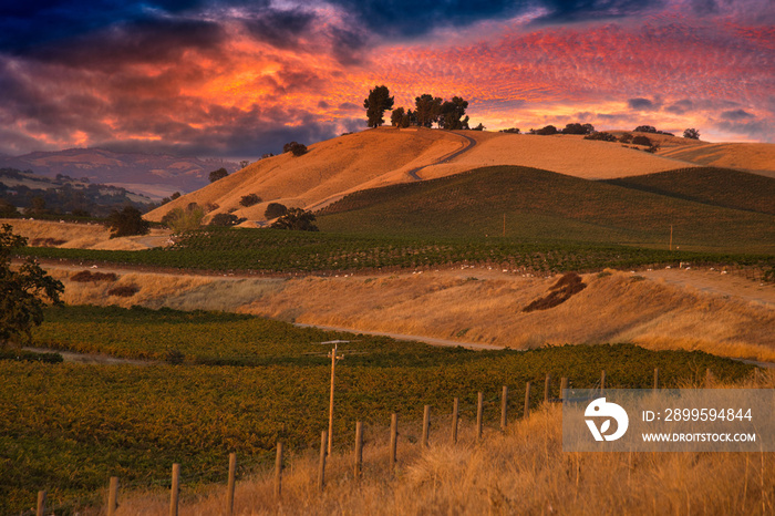 Vineyards in Paso Robles California