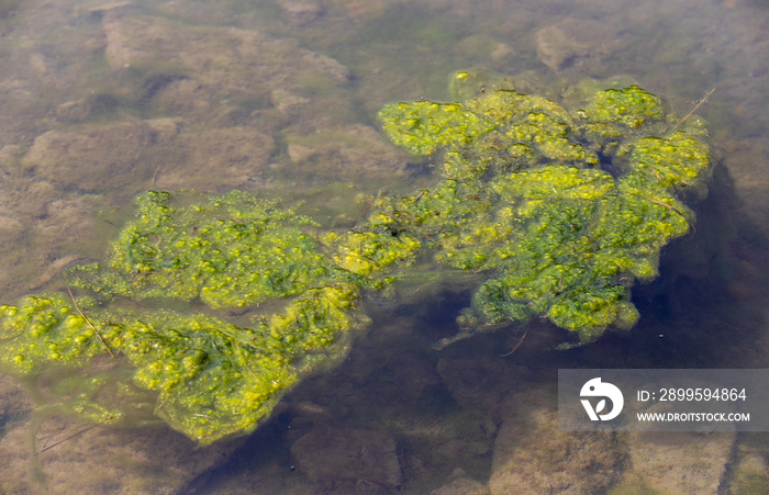 a close-up with Spirogyra algae in water