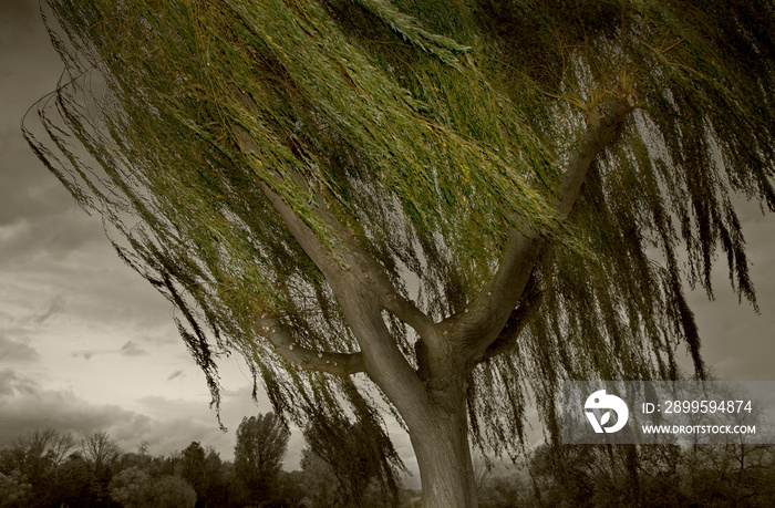 Willow tree windblown