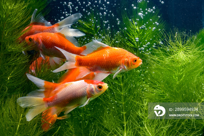 Koi fish background plants