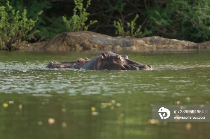 Hippos Hippopotamus amphibius in the Gambia River. Niokolo Koba National Park. Tambacounda. Senegal.