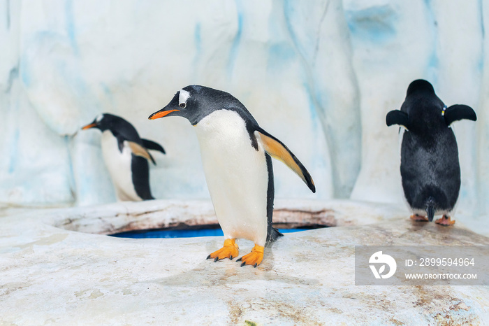 Penguin standing on the rock in aquarium