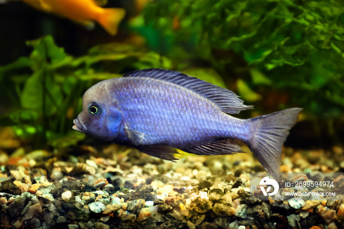 Freshwater fish in aquarium