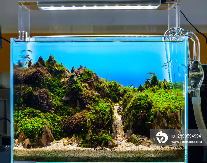 Image of landscape nature style aquarium tank.