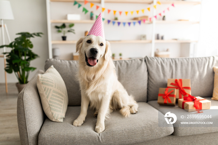 Cute pet dog wearing festive hat, sitting on couch with gift boxes, having birthday celebration at home, copy space